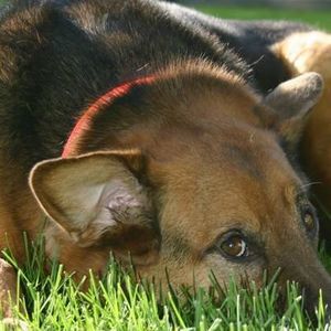 Meet your Posher, Loretta